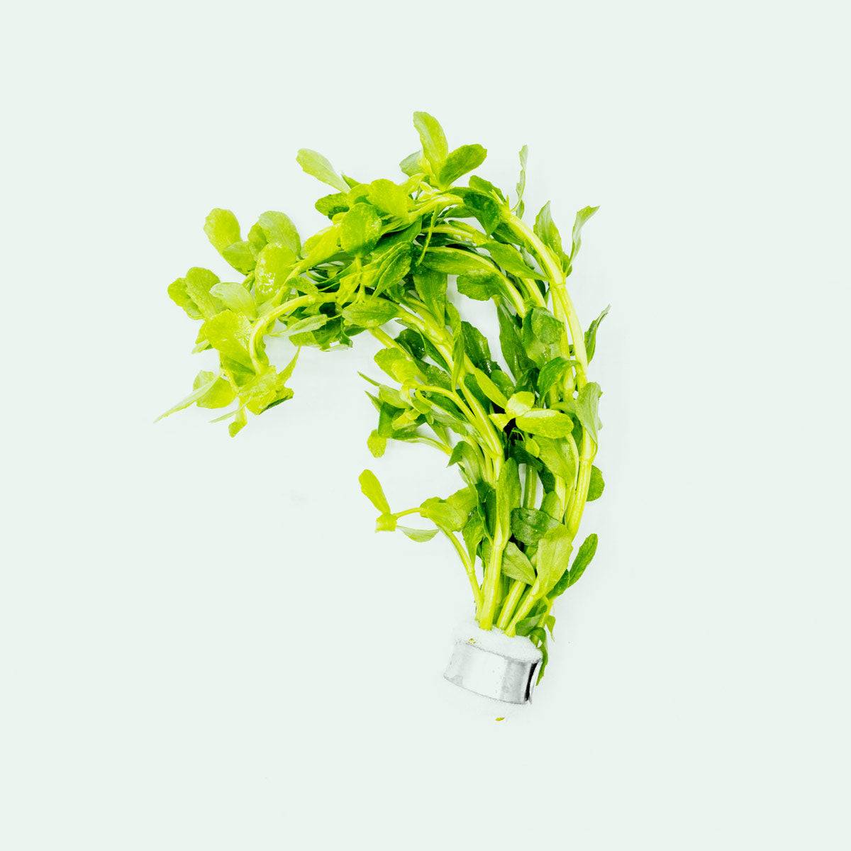 Bacopa Monnieri Variegatus - Premium Variegated Water Hyssop Aquatic Plant for Aquariums & Ponds | Perfect for Water Gardens, Fish Tanks & Aquatic Landscaping