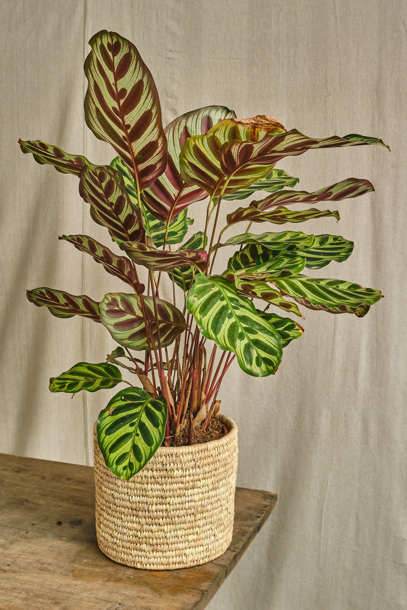 Calathea Makoyana - Peacock Prayer Plant - Live Indoor Houseplant for Home & Office Decor - Perfect for Low Light Spaces & Air Purification