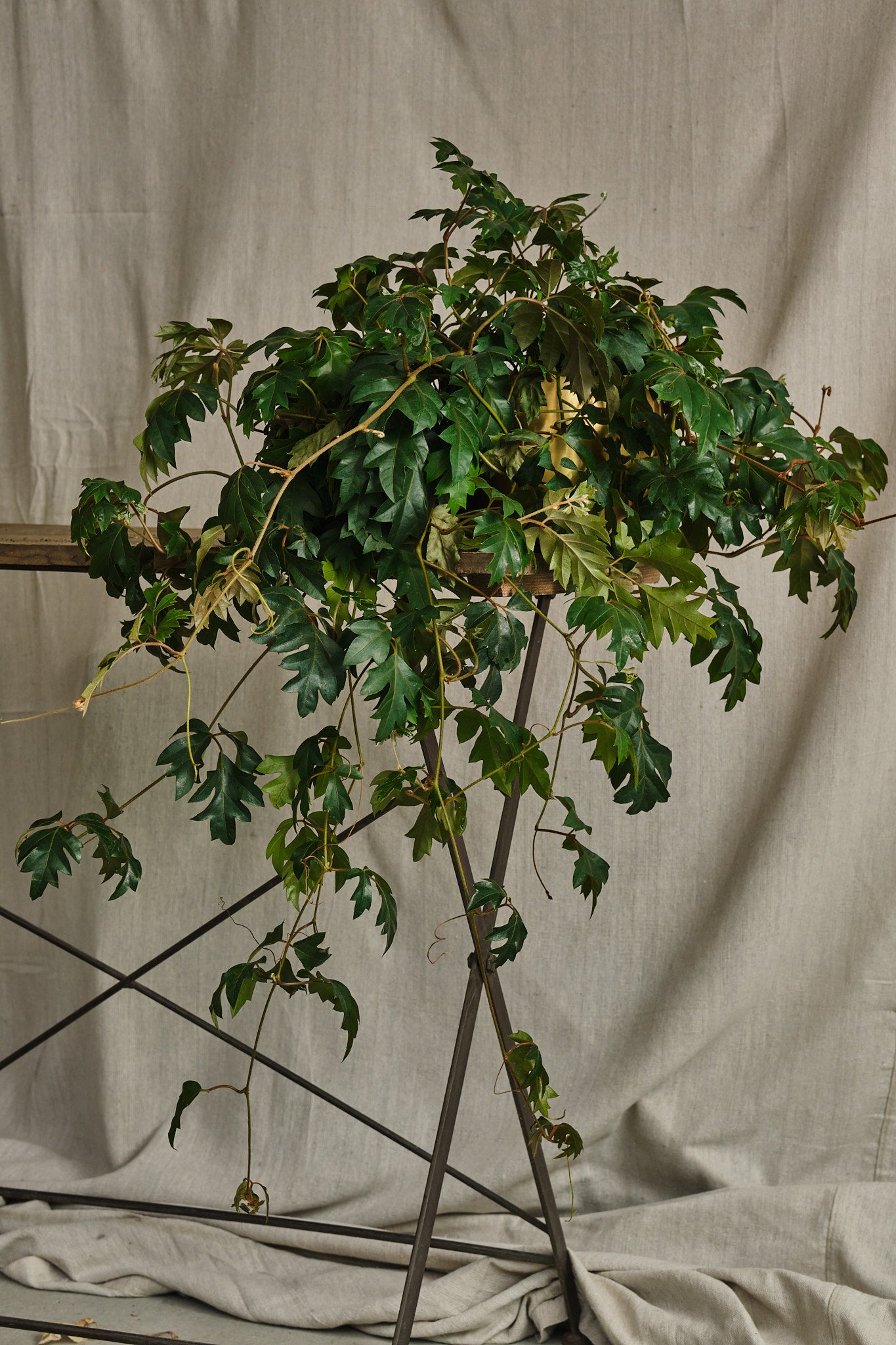 Cissus Rhombifolia Plant - Grape Ivy Vine for Indoor Home Decor, Hanging Baskets & Office Plants | Easy Care Houseplant for Beginners