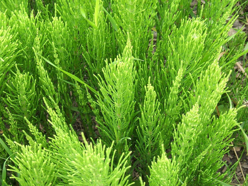 Equisetum Arvensis (Horsetail) Starter Plants - Pack of 10 | Organic Live Perennial Herbs for Garden, Landscaping & Natural Remedies | Perfect for Wet Areas, Erosion Control & Medicinal Gardens
