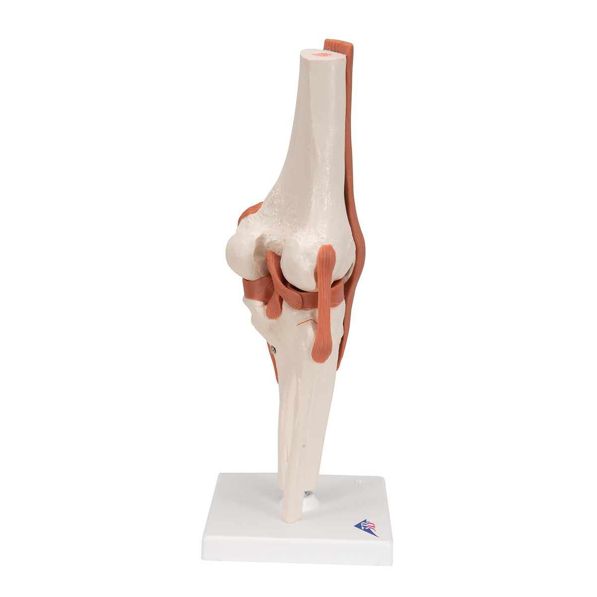 High-Quality Replica Human Knee Joint Model - Anatomical Study, Medical Training & Education - Perfect for Doctors, Students & Healthcare Professionals