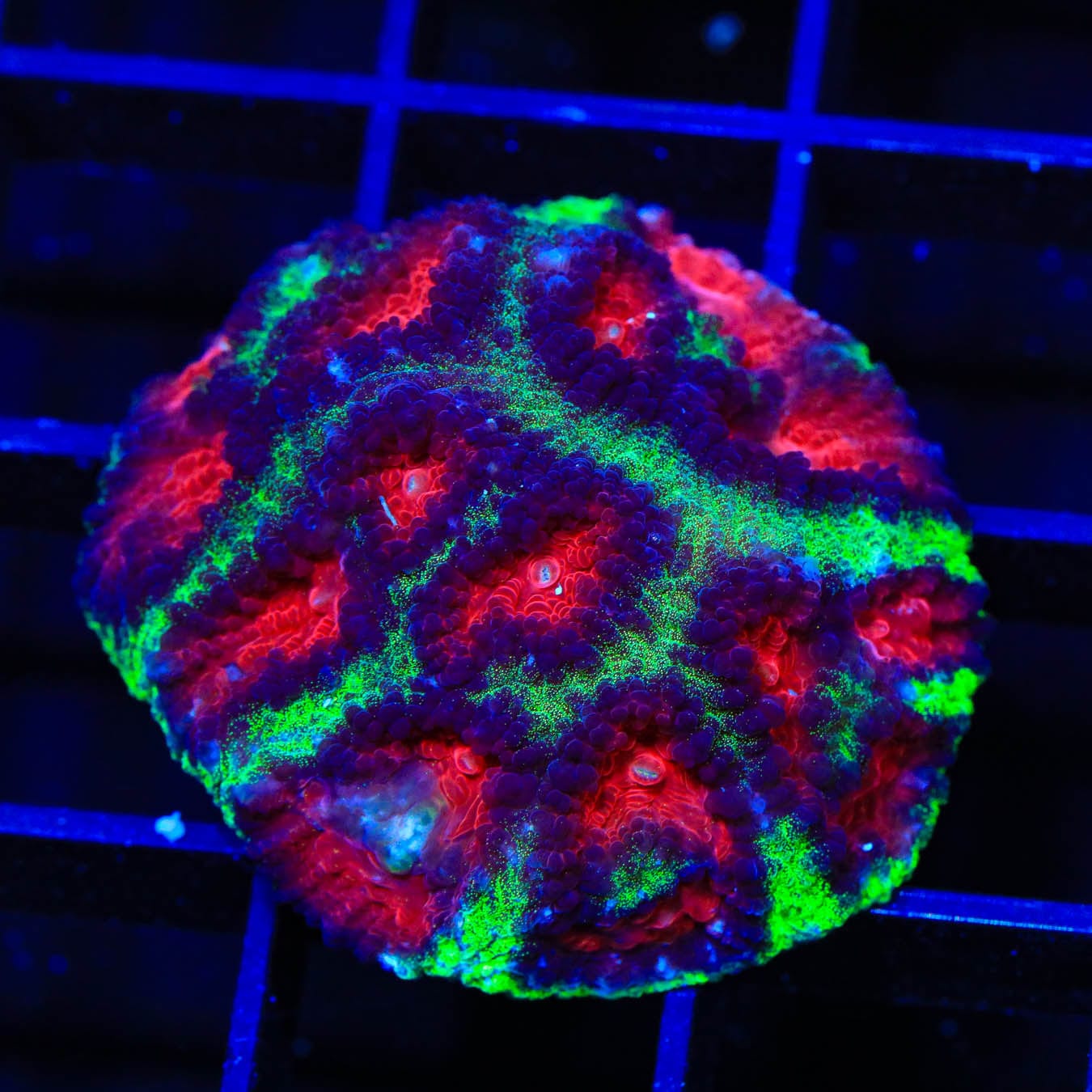 Christmas Favia Coral for Saltwater Aquariums - Vibrant Red & Green Coral for Reef Tanks, Marine Aquascaping, and Coral Frag Displays