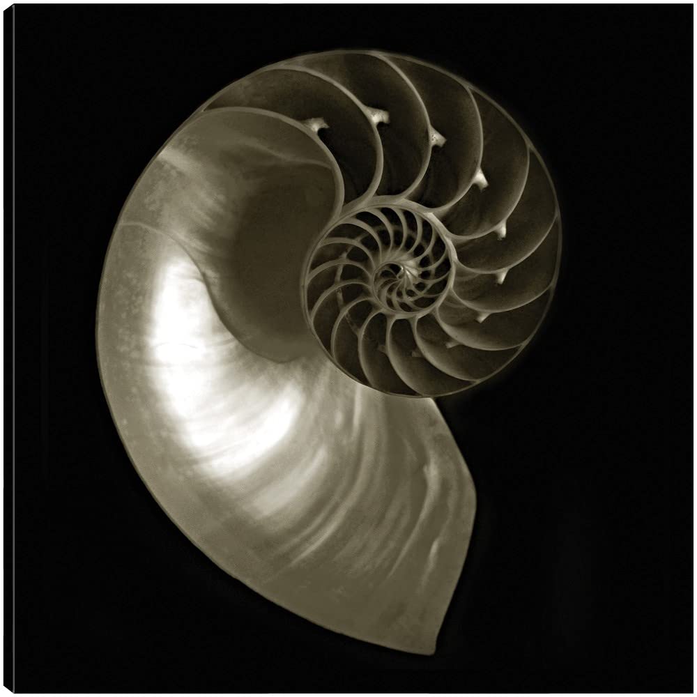 Premium Nautilus Fine Art Canvas Print on Black Background - Handcrafted Wall Decor by Artist Ilona Wellmann - 37x37 Inches - Ready to Hang - Perfect for Living Room, Bedroom, Office & More - Elevate Your Home, Bar or Dining Space with Stylish Ocean-Themed Artwork