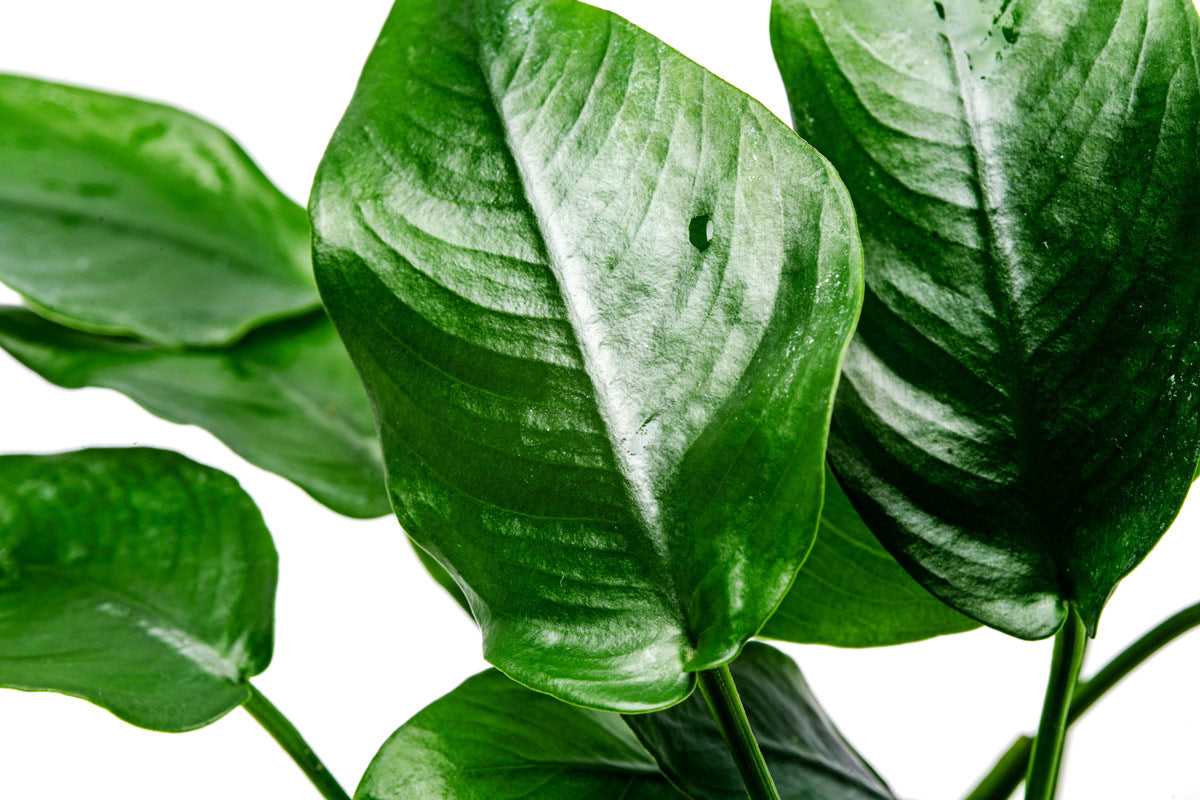 Anubias Nana Live Aquarium Plant - Easy Low Light Aquatic Plant for Fish Tanks, Aquascaping & Freshwater Aquariums - Perfect for Beginners & Shrimp Tanks