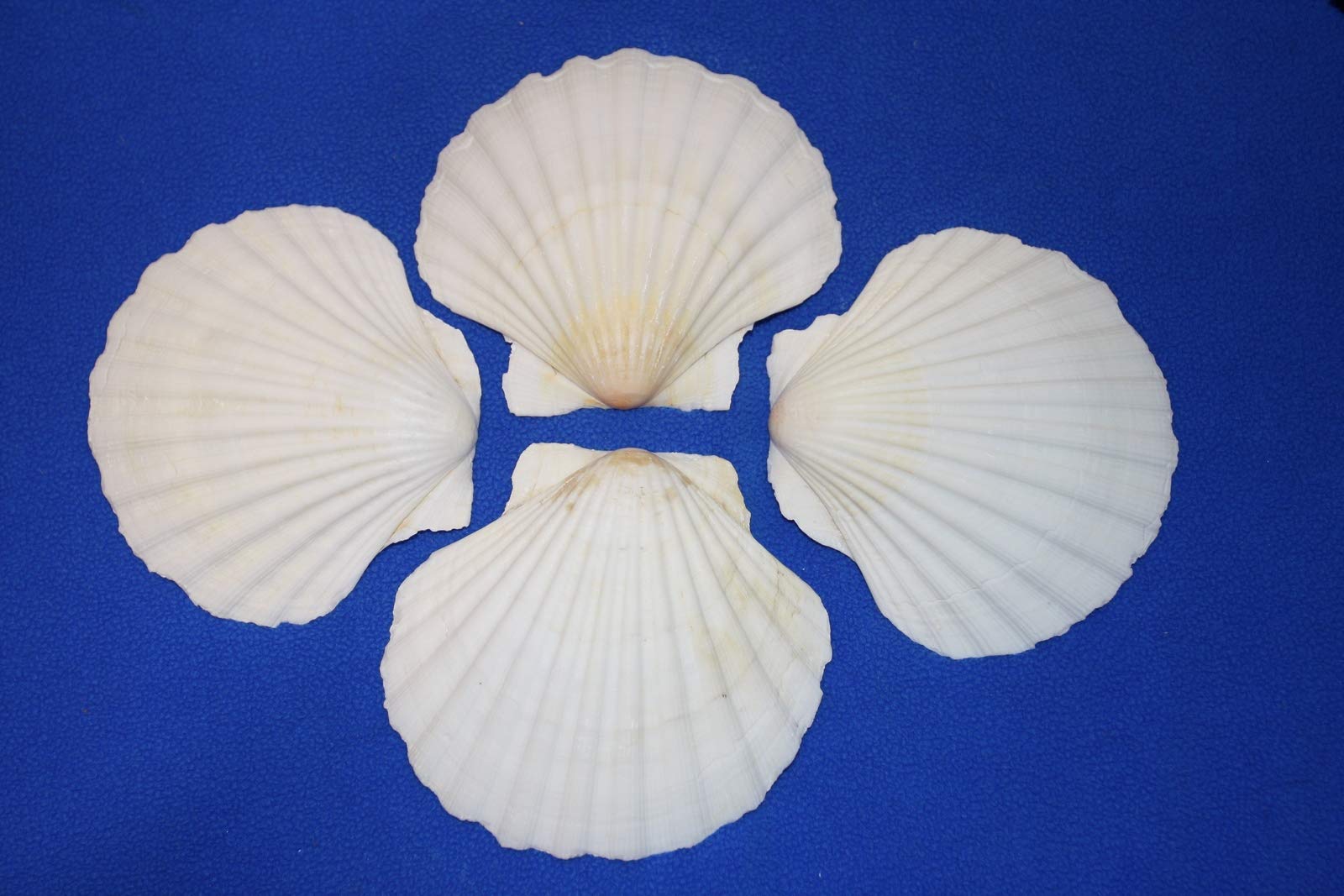 40-Piece Irish Seashell Cup Set | 3.75