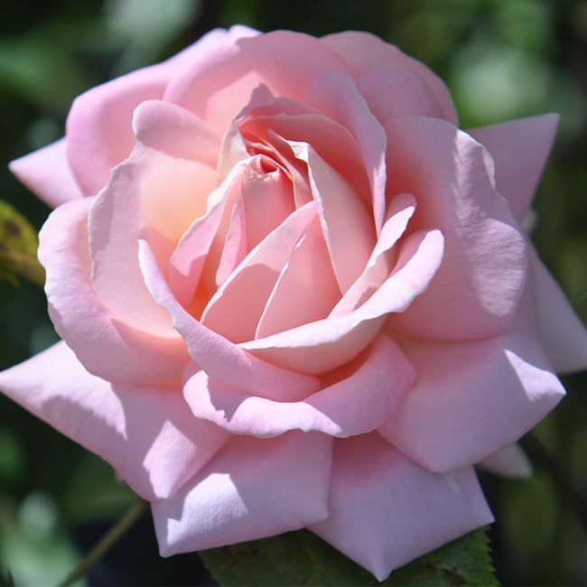 Amazing Grace™ Pink Rose Bush - Heirloom Roses Live Shrub Plant for Outdoor Gardens, Landscaping & Backyard Planting | Perfect for Borders, Hedges & Romantic Garden Decor