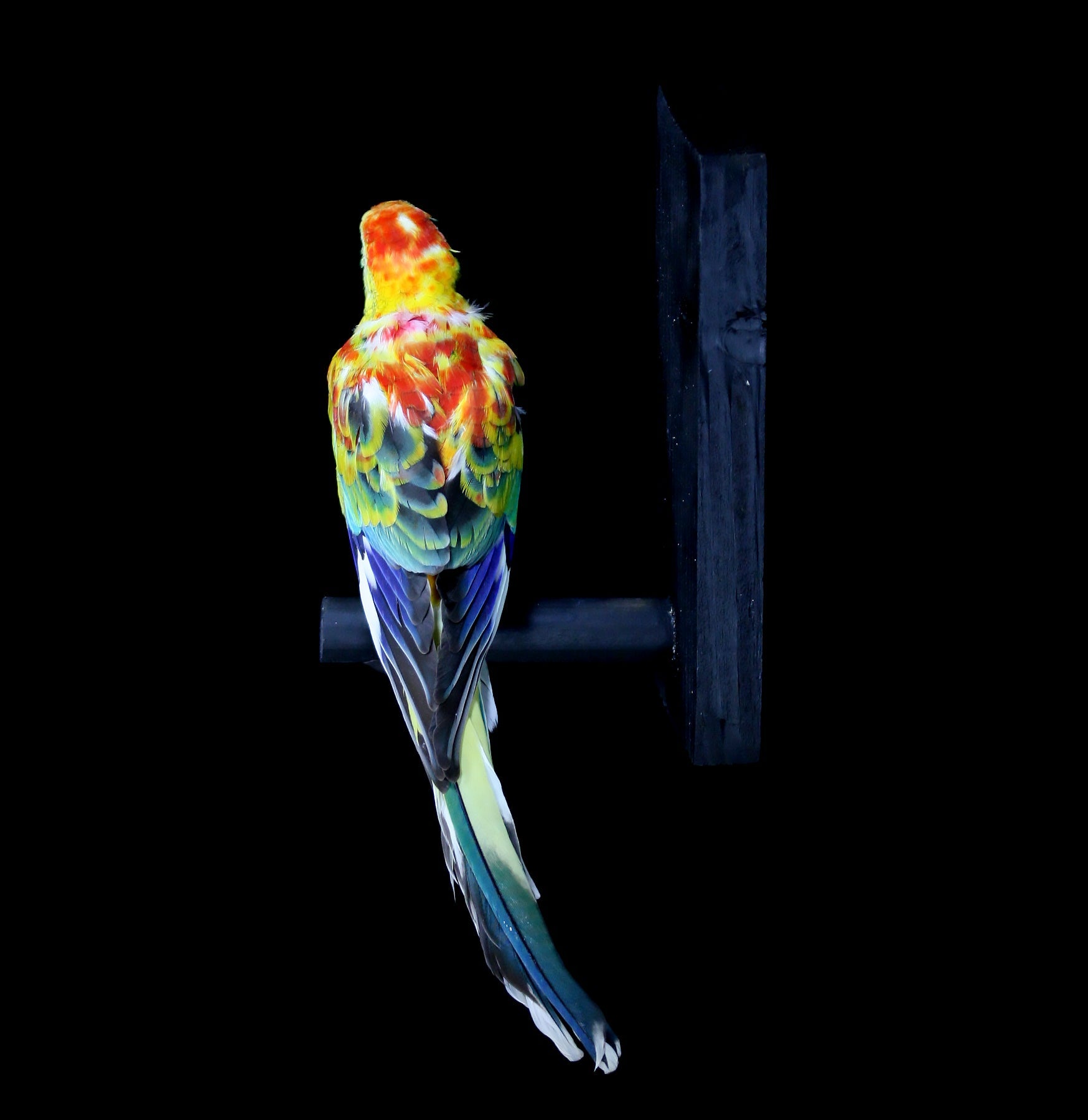 Opaline Red Rump Taxidermy Parrot - Lifelike Stuffed Bird for Home Decor, Collector's Display & Gothic Aesthetic - Perfect for Vintage Cabinets, Gothic Interiors & Taxidermy Collections
