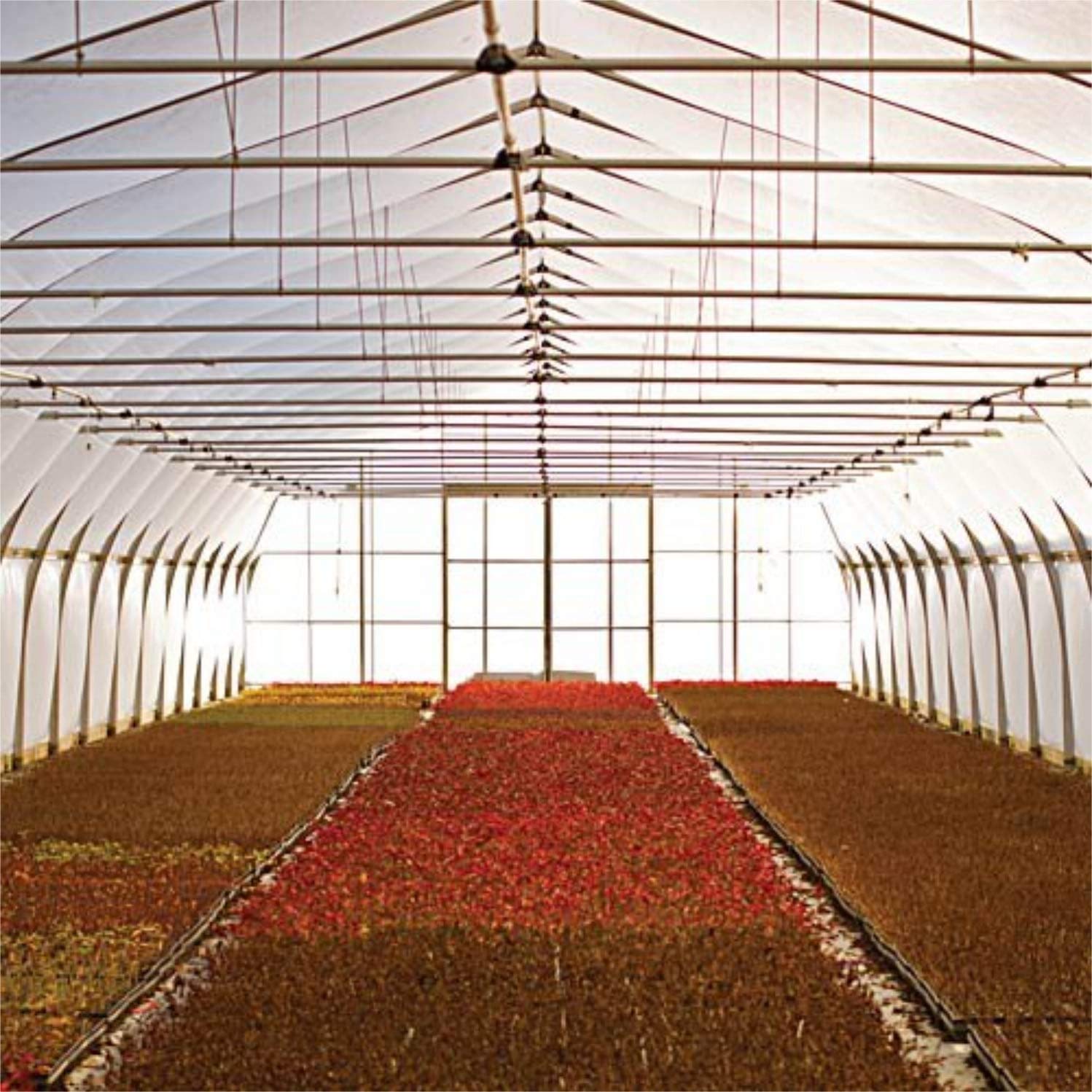 Wilson Orchard & Vineyard Supply Clear Greenhouse Film - 6 mil Polyethylene Plastic, 4-Year UV Protection, 18ft x 75ft - Ideal for Greenhouses, Plant Tunnels, and Crop Protection