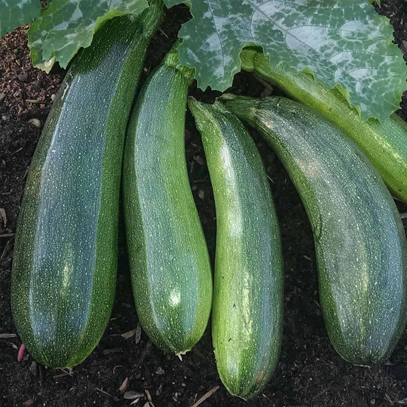 Elite Hybrid Zucchini Summer Squash Seeds - 1000 Non-GMO Vegetable Garden Seeds for Home Gardening, Backyard Planting & Fresh Cooking