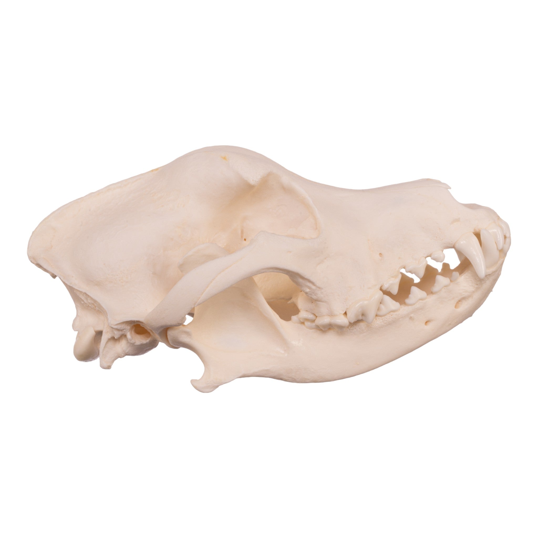 Authentic Newfoundland Dog Skull - Real Domestic Canine Skull for Veterinary Study, Taxidermy & Educational Display - Perfect for Halloween Decor, Oddity Collectors & Science Classrooms