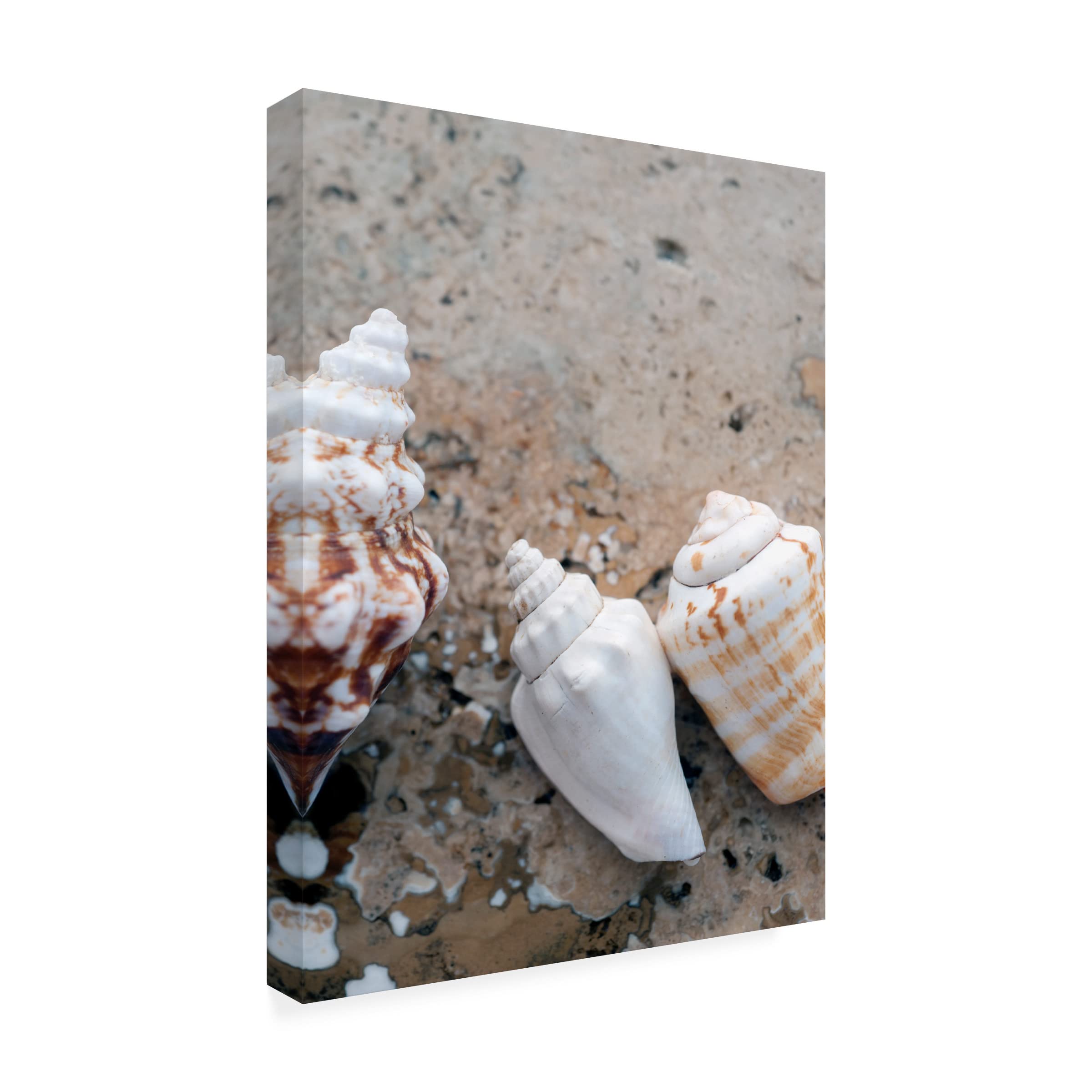 Elena Ray 'Gifts Of The Shore IV' Canvas Wall Art Print - Coastal Beach Decor for Living Room, Bedroom & Office - Trademark Fine Art Collection