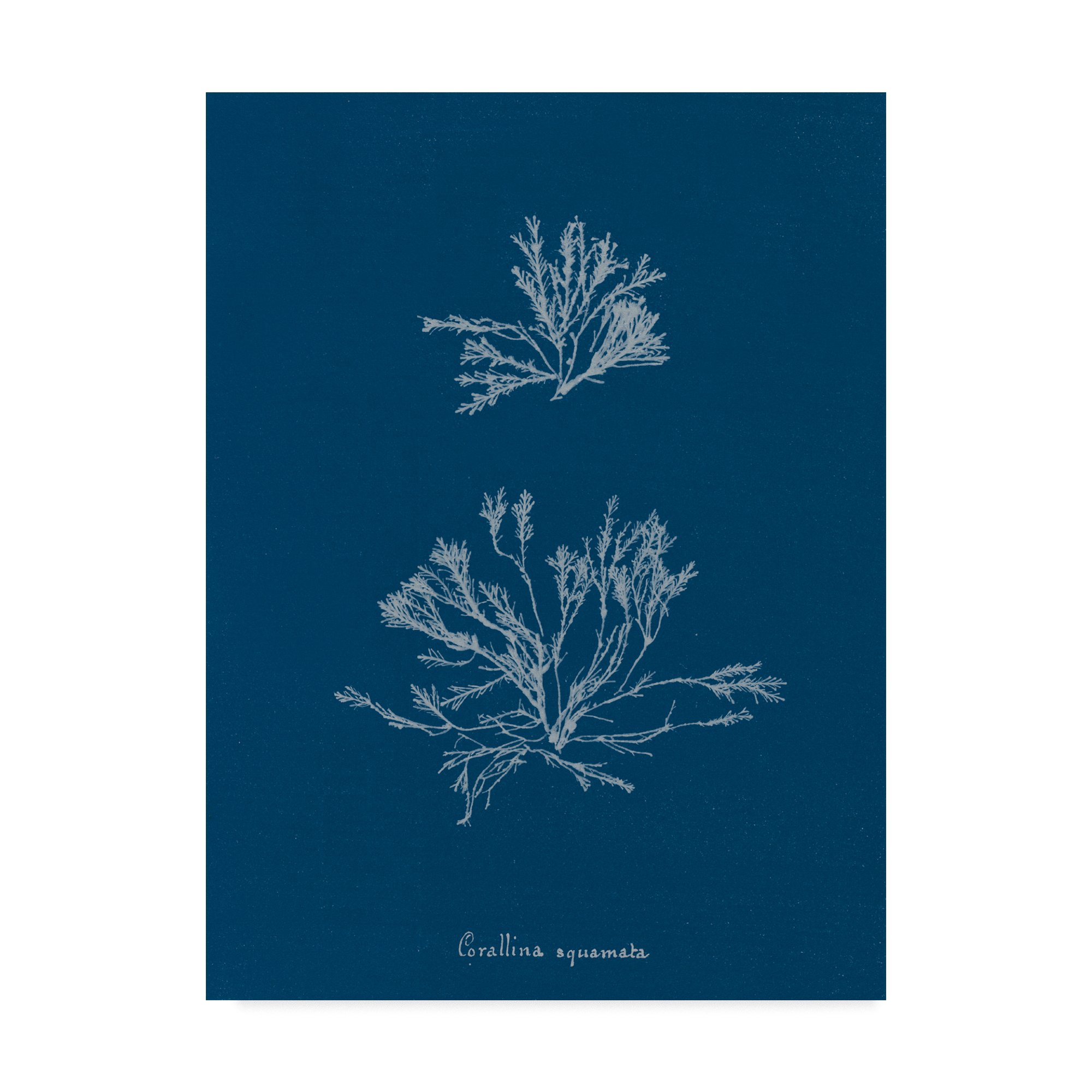 Wild Apple Portfolio Delicate Coral IV Framed Art Print - 35x47 Inch Wall Decor for Living Room, Bedroom & Office - Coastal & Tropical Home Decor