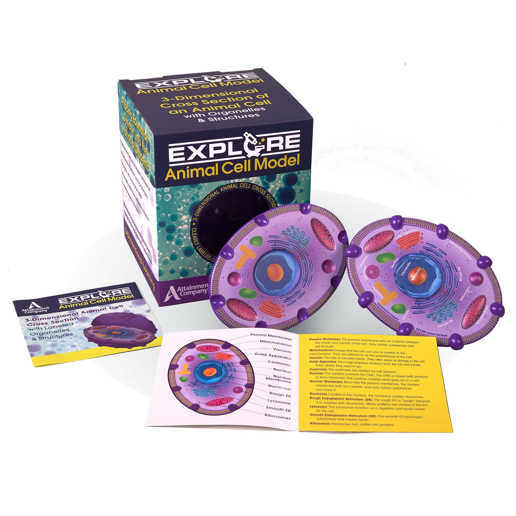 Animal Cell Model - 3D Biology Science Kit for Students & Teachers | Hands-On Learning Tool for Classroom & Homeschool Education