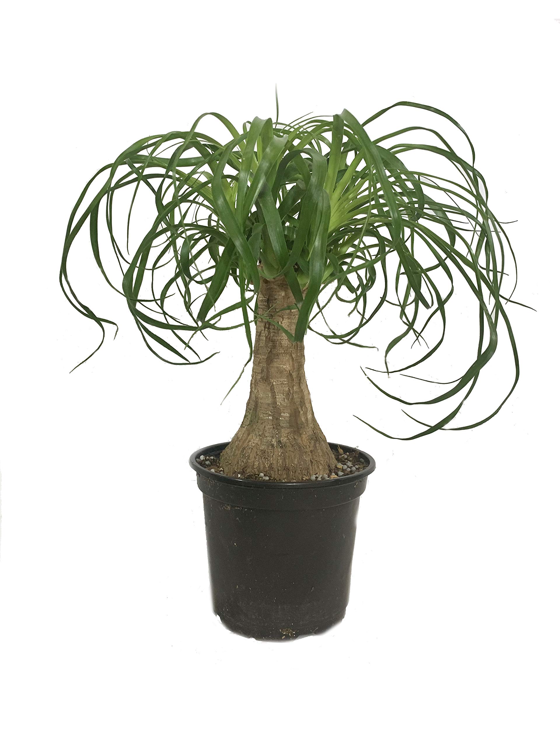 Beaucarnea Recurvata (Ponytail Palm) - 5 Live Indoor Plants in 6