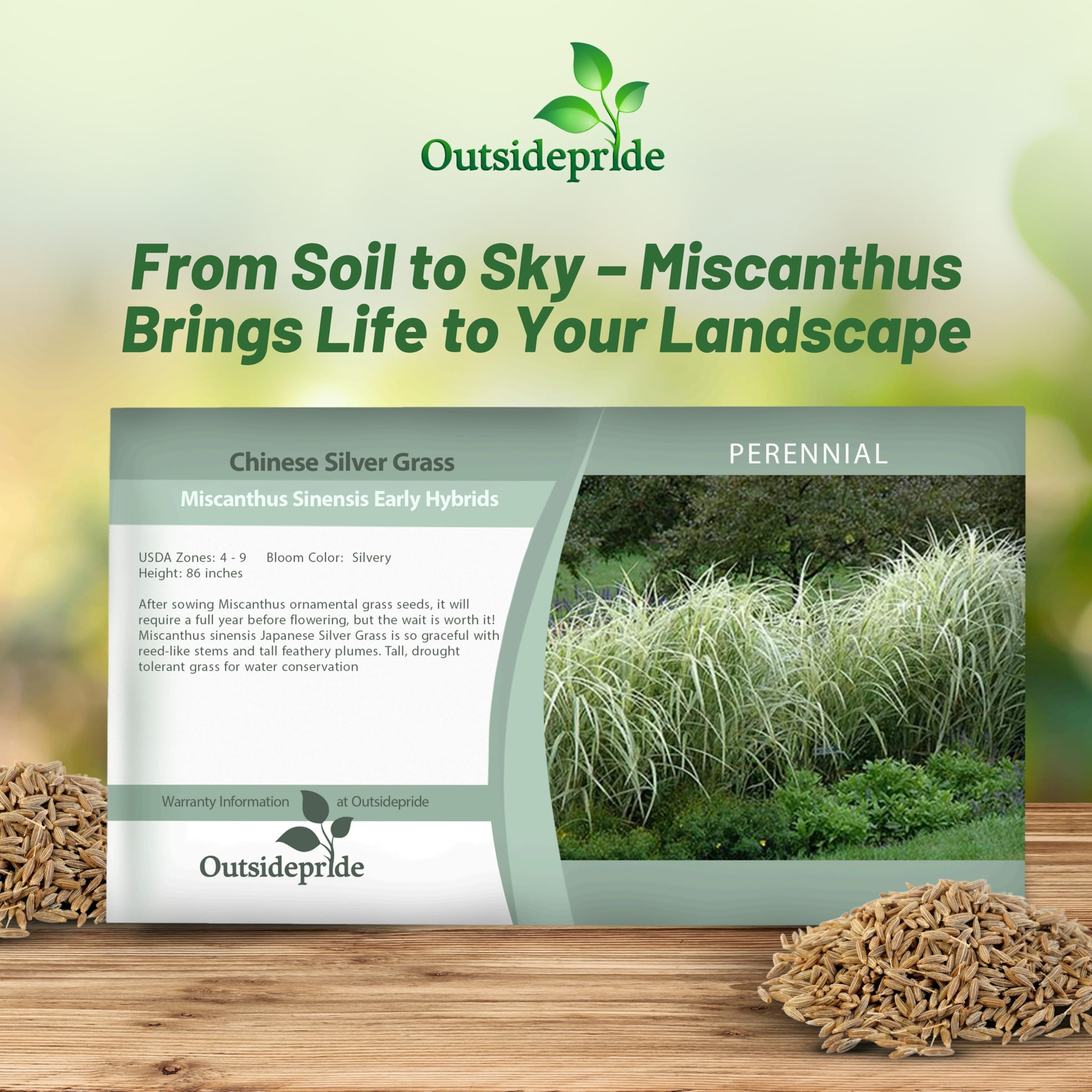 Outsidepride 500 Seeds - Perennial Miscanthus Sinensis Early Hybrids Chinese Silver Ornamental Grass Seeds for Planting - Perfect for Landscaping, Garden Borders & Container Gardening