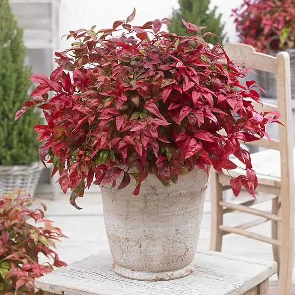 nandina