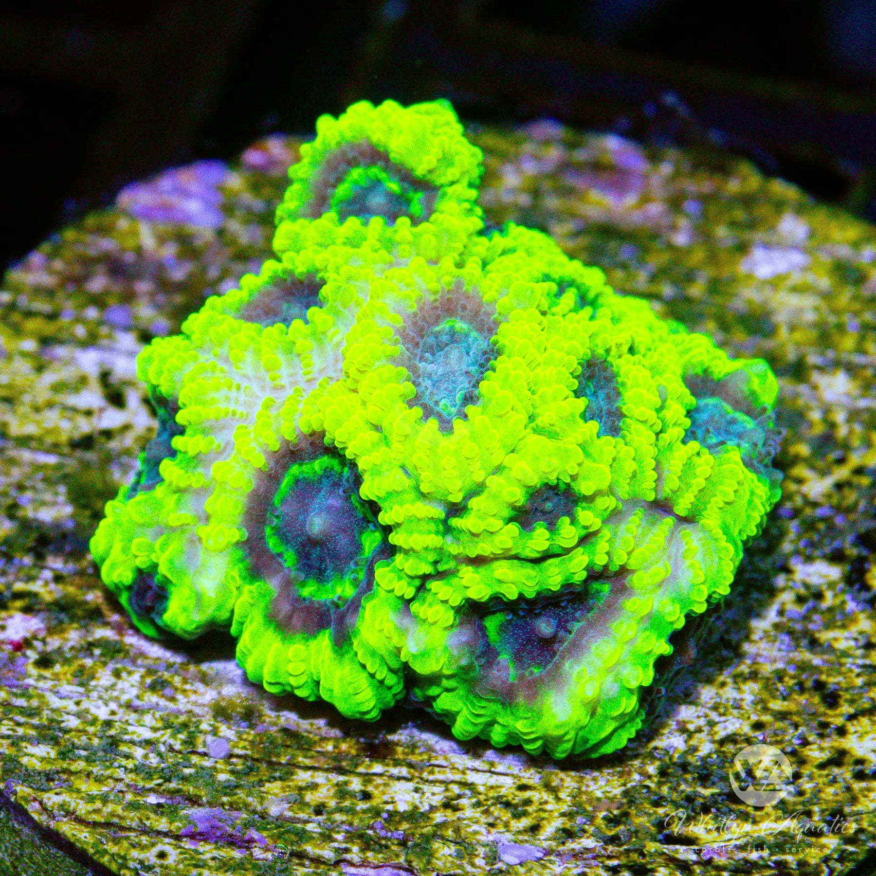 A32 WA Broly Favia WYSIWYG Coral - Premium Saltwater Aquarium Coral for Reef Tanks, Perfect for Marine Aquascaping and Coral Propagation