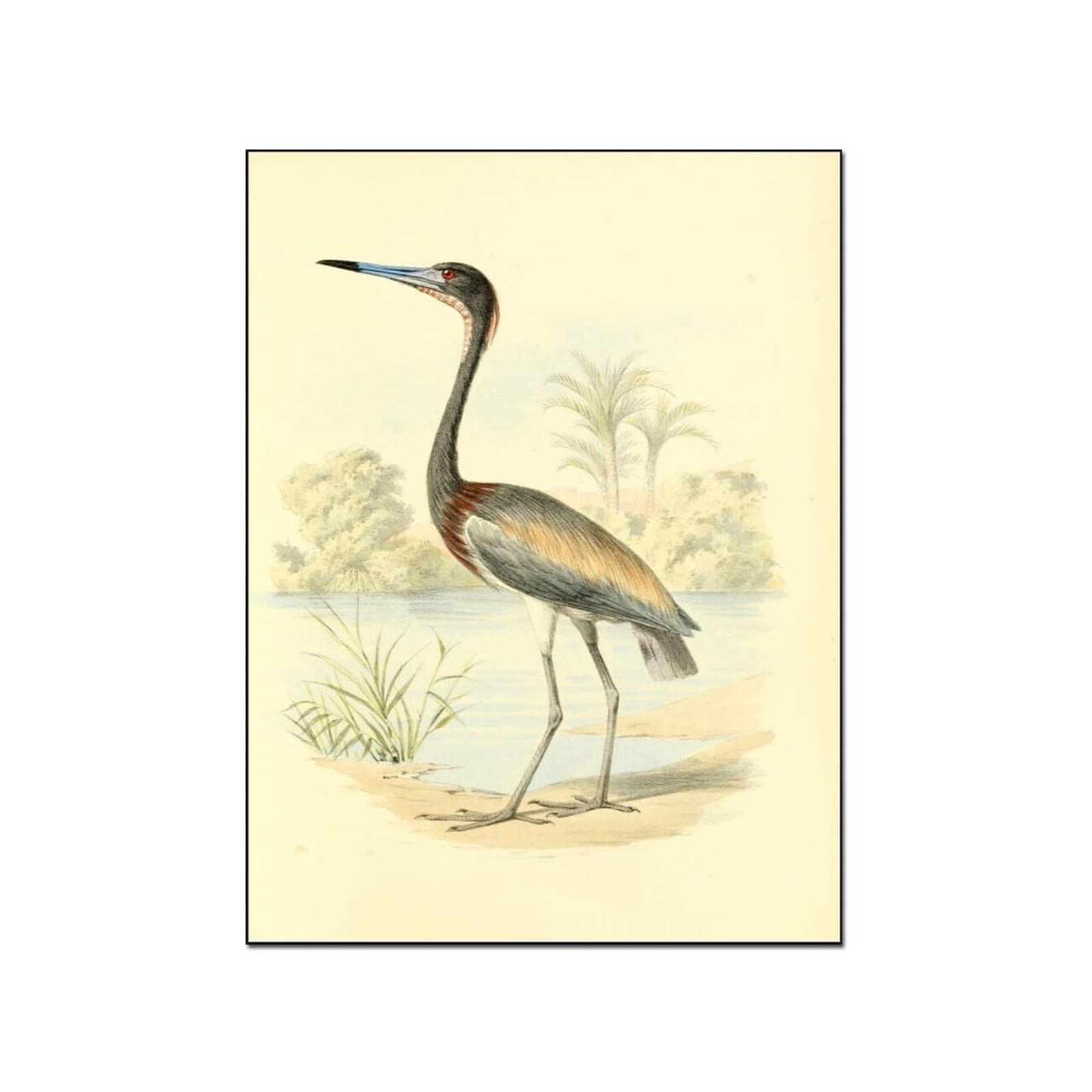 Vintage Bahamas Caribbean Florida Birds Art Poster - 12x16 Inch (30x40cm) Wall Decor for Bedroom, Living Room & Office | Framed Prints, Wall Art & Home Decoration