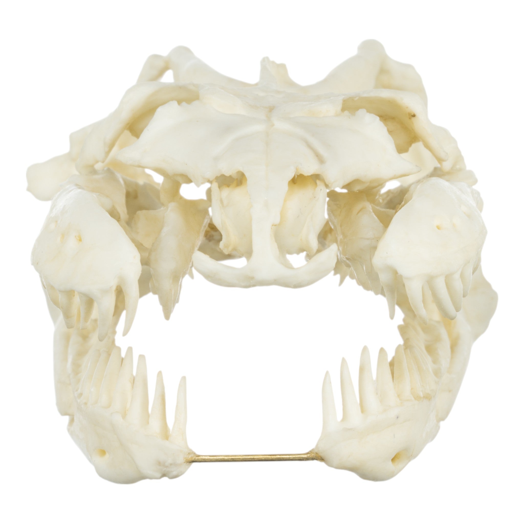 Authentic Replica Anaconda Skull - High-Quality Snake Skull Decor for Home, Office & Halloween Displays | Perfect for Gothic Decor, Science Classrooms & Horror Movie Props