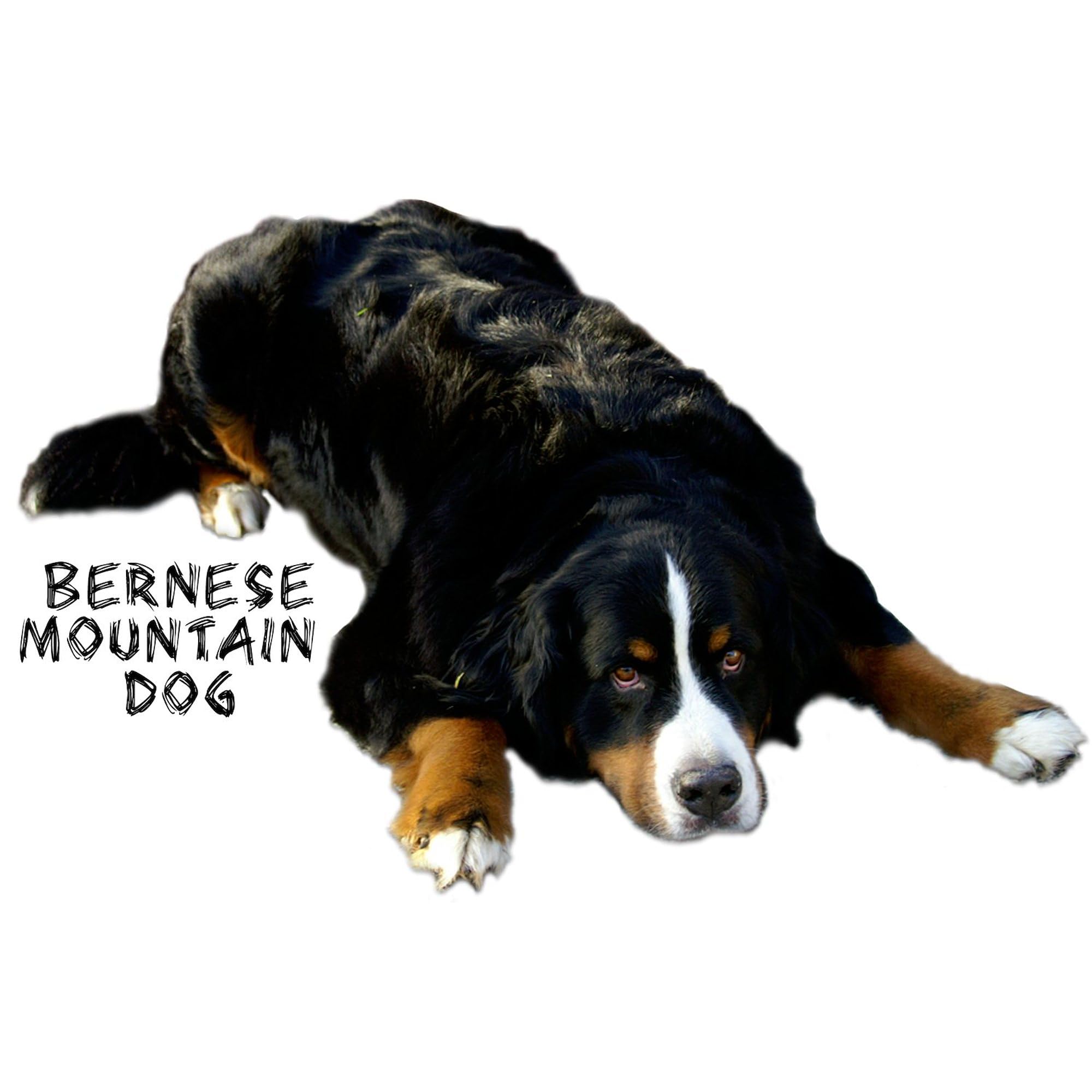 Berner Rug Pose Square Sticker - 3x3 Inch Car Bumper Decal for Vehicles, Laptops & Windows | Durable Vinyl Sticker for Cars, Trucks, Bikes & Home Decor