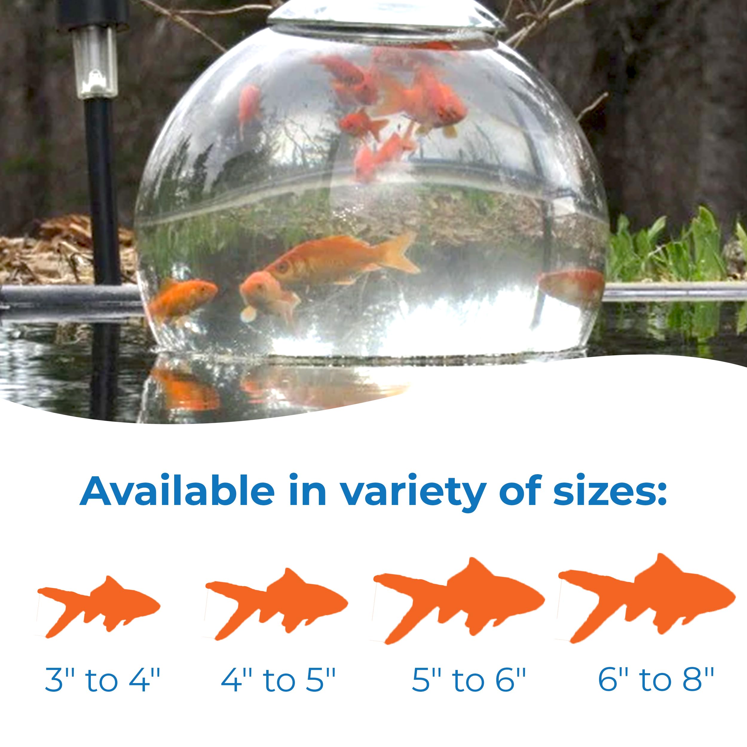 Toledo Goldfish Classic Comet Goldfish - Live Freshwater Fish for Ponds, Tanks & Aquariums (3-4 Inch, 10 Pack) | Perfect for Outdoor Ponds, Home Aquariums and Water Gardens