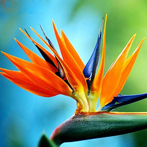 Exotic Strelitzia Reginae Seeds - Bird of Paradise Flower Plants for Indoor & Outdoor Gardening | Tropical Perennial Blooms for Home Decor, Landscaping & Gift Giving
