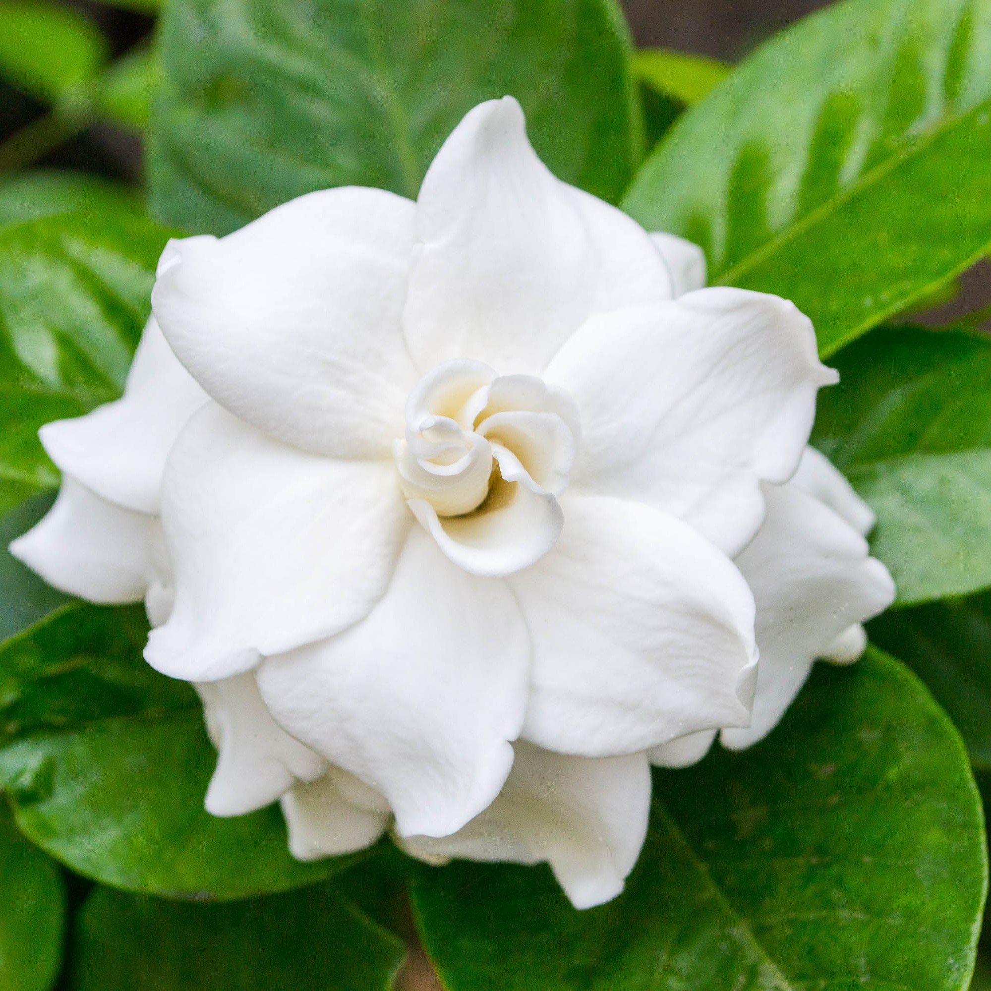 Gardenia Crown Jewel Live Plants (2 Pack) - Easy to Grow, Rooted in Grower's Pots, Fragrant White Flowers for Summer Gardens - Perfect for Outdoor Landscaping, Patio Decor, and Home Gardening