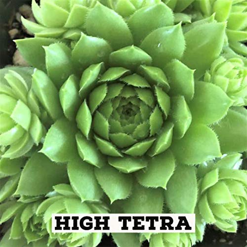 Mini Succulent Plugs - Live Sempervivum Hens & Chicks Plants (12 Pack) | Hardy Wedding Favors, Shower Gifts & Fairy Garden Decor | Perfect for Indoor Planters, Terrariums and DIY Home Decor