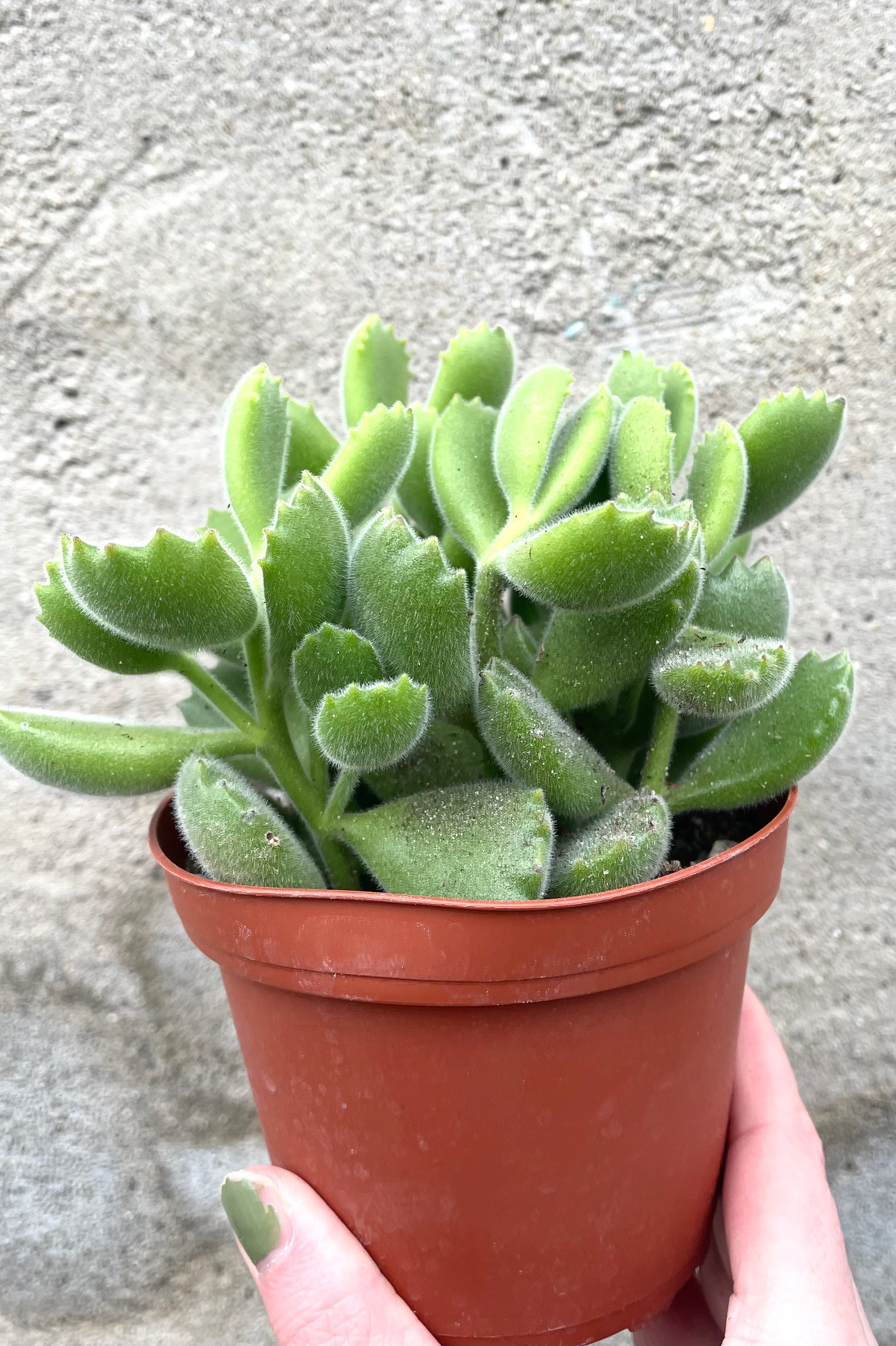 Bear Paw Succulent (Cotyledon Tomentosa) - 4 Inch Live Plant for Home, Office, and Garden Decor | Perfect for Indoor Houseplants, Terrariums, and Succulent Arrangements