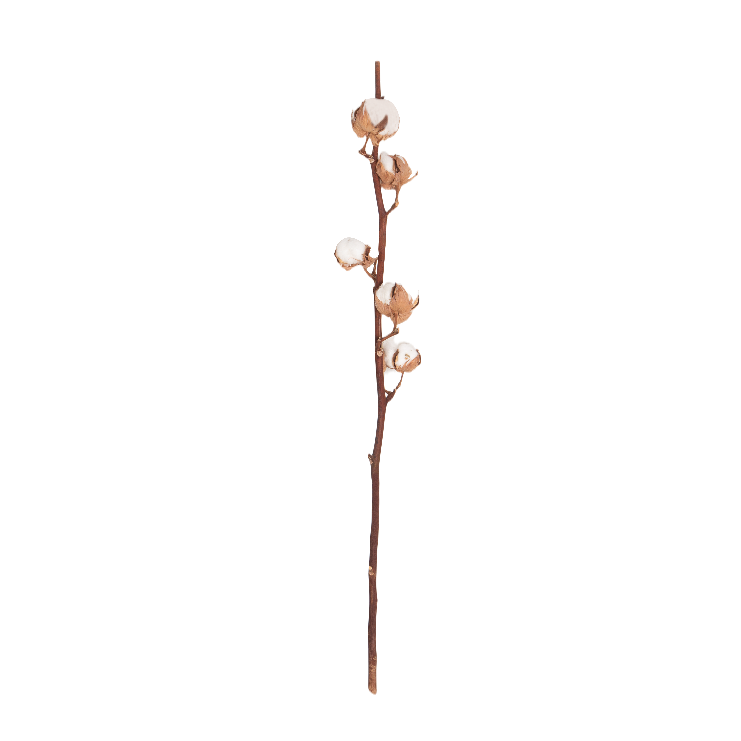 Premium Cotton Stems for Home Decor - 12 Inch Natural Floral Stems for DIY Bouquets, Wedding Centerpieces, and Farmhouse Decorations - Perfect for Vases, Wreaths, and Rustic Table Arrangements