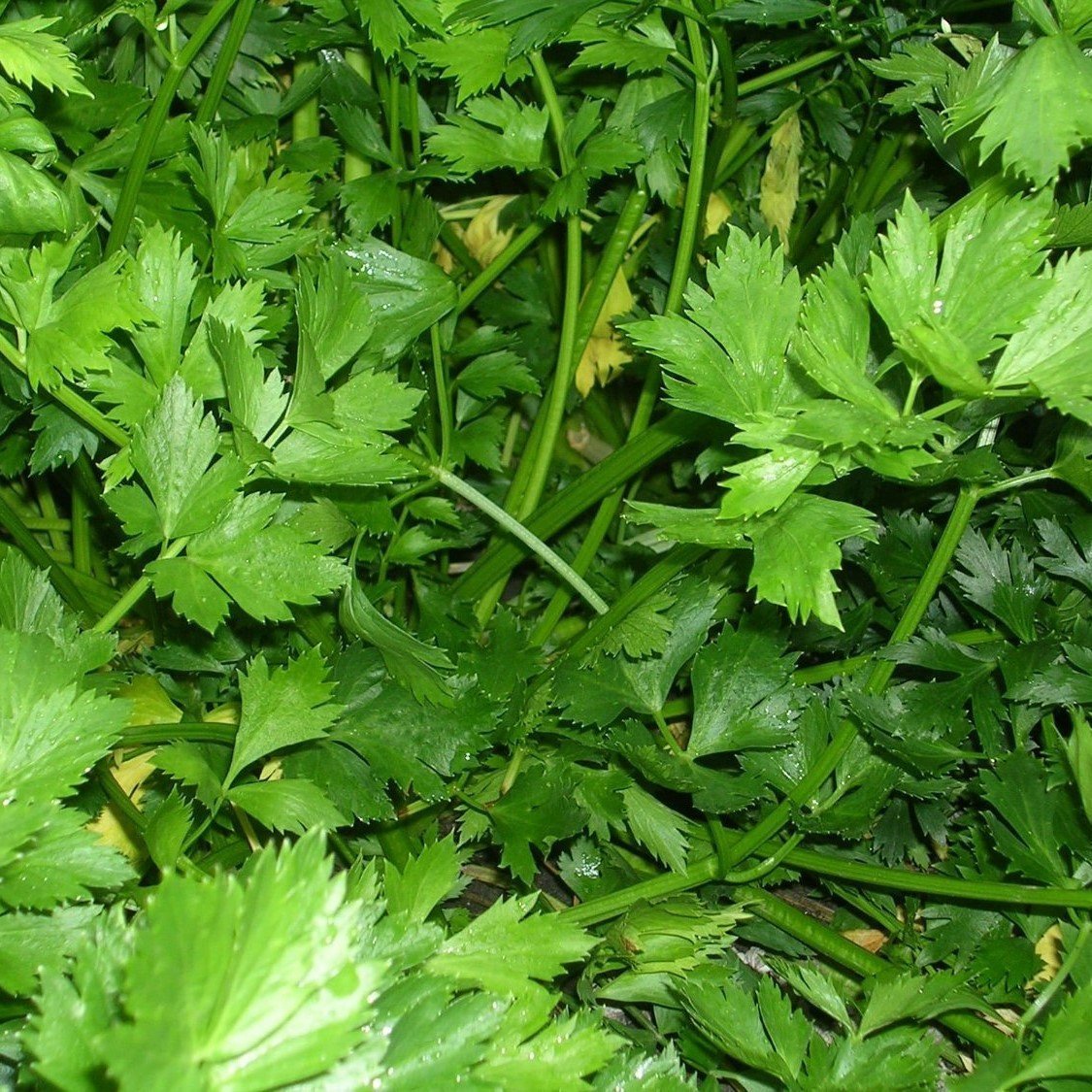 Giant of Italy Parsley Seeds (Petroselinum crispum) - 40 Count Packet for Planting Now or Storing - Italian Flat-Leaf Parsley for Cooking, Garnishing & Herb Gardens