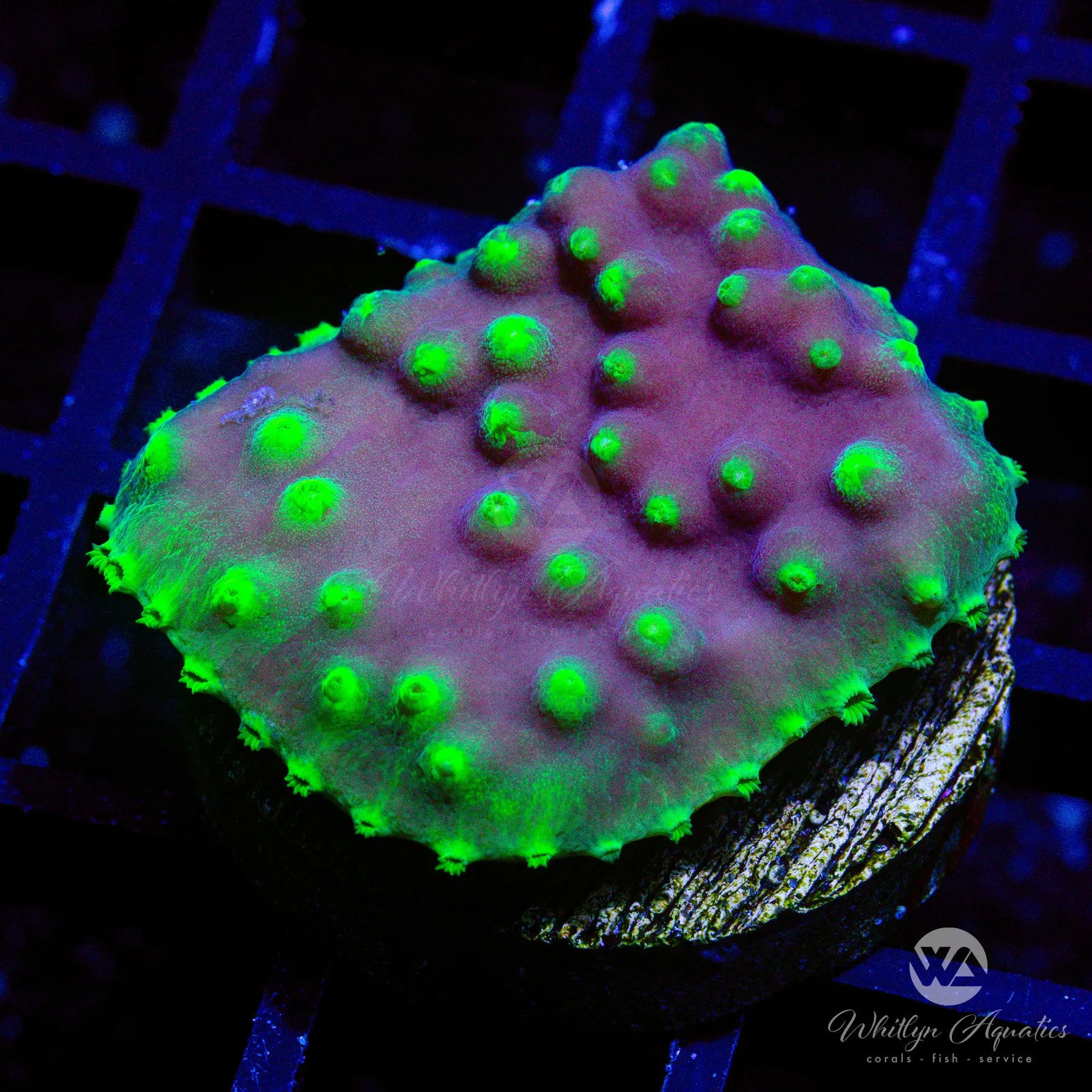 LA Lakers Scroll Coral - Premium Live Coral for Saltwater Aquariums | Perfect for Reef Tanks & Marine Life Enthusiasts | Enhance Your Underwater Ecosystem