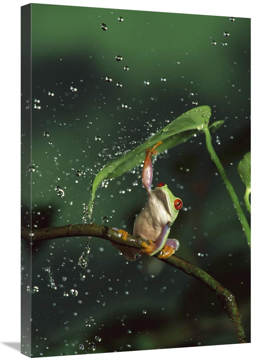 20 x 30 Inch Red-Eyed Tree Frog in Rainforest Art Print - Central & South America Wildlife Wall Decor by Michael Durham - Perfect for Nature Lovers' Home & Office Decor