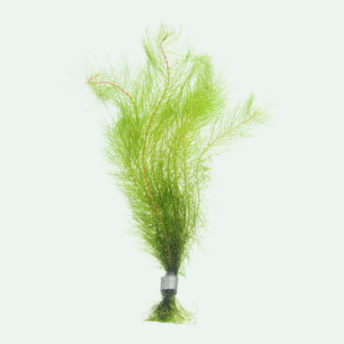 Buy Myriophyllum Tetrandrum Online | Freshwater Aquarium Plants for Fish Tanks | Perfect for Aquatic Landscaping & Oxygenation