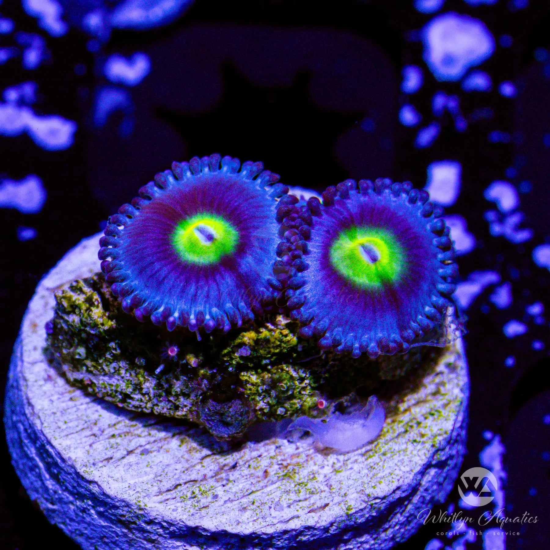 Premium AOI Zoanthid Coral (Aquacultured) - Vibrant Saltwater Reef Tank Coral for Aquascaping & Marine Aquariums