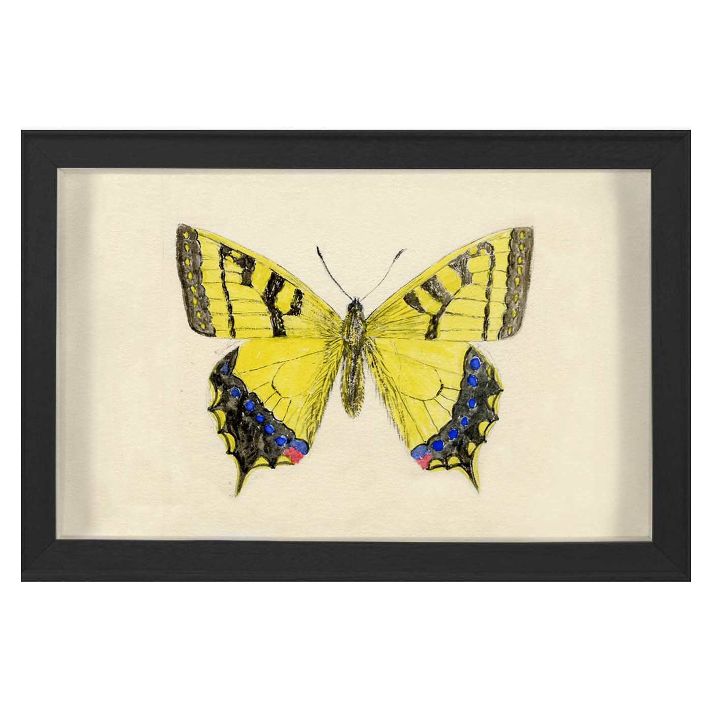 Small Hubbard Butterfly 1010 - Perfect for Home Decor, Wedding Centerpieces & DIY Craft Projects