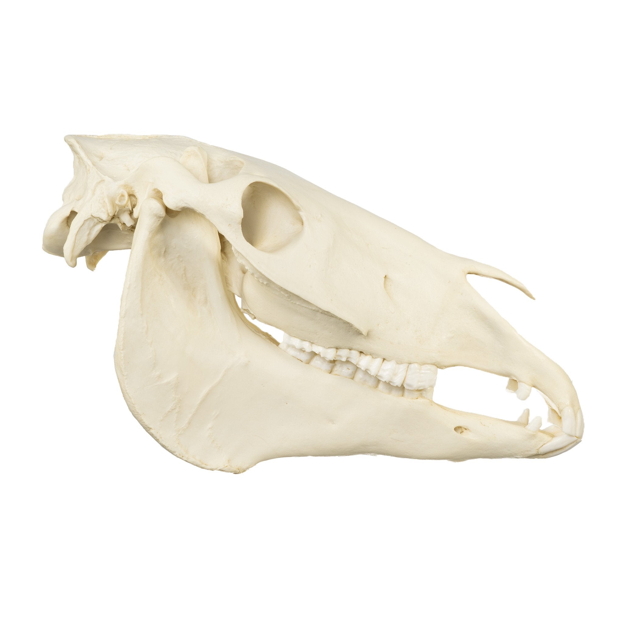 Authentic Replica Horse Skull - Lifelike Animal Skull Decor for Home, Office, or Halloween Display