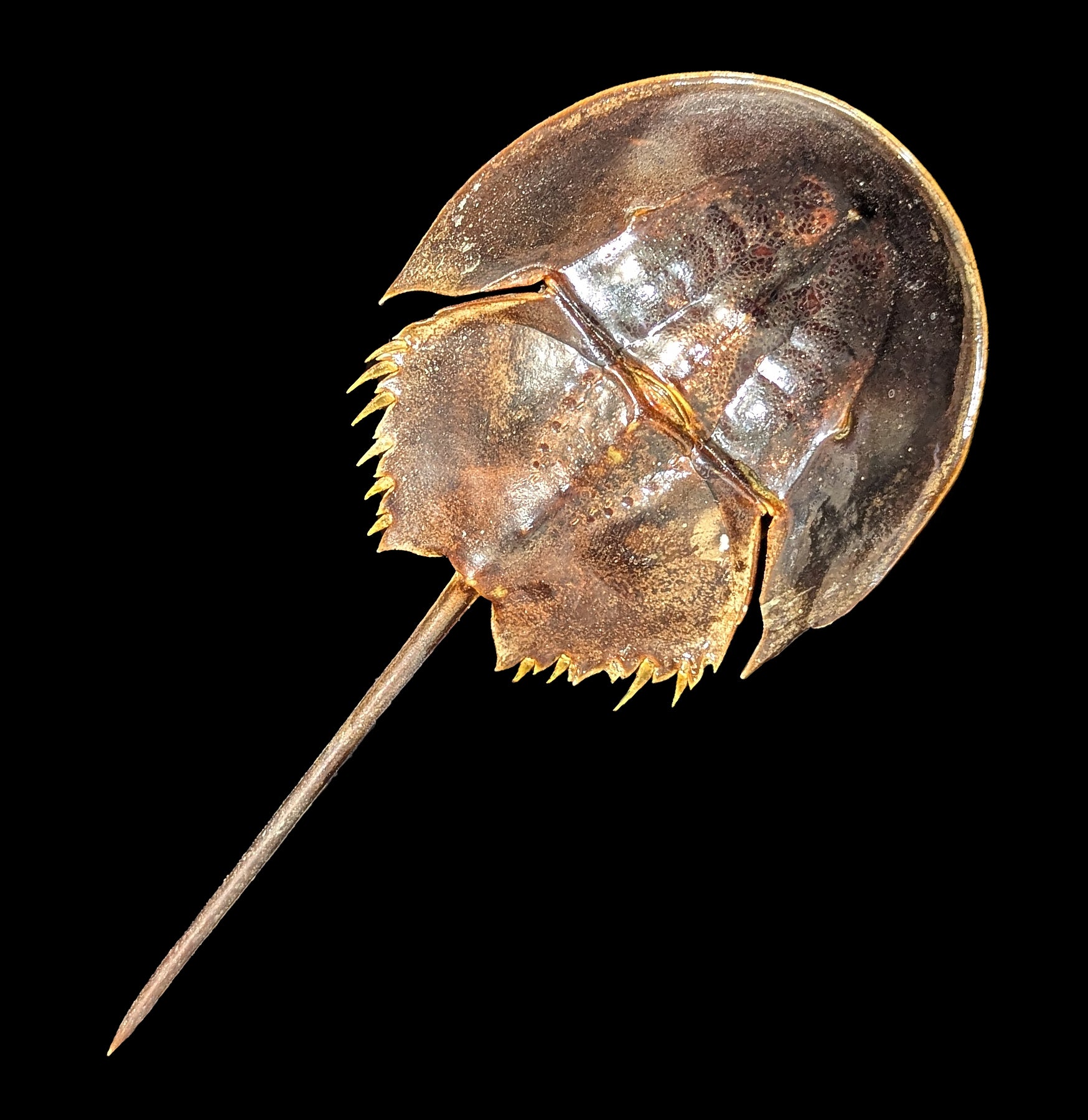 Preserved Horseshoe Crab Specimen - Authentic Marine Biology Educational Display for Science Classrooms & Home Decor