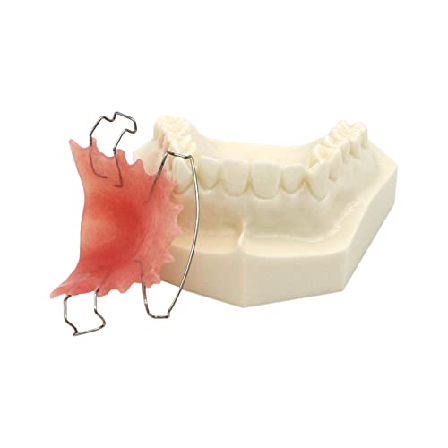 Orthodontic Dental Model for Teaching & Studying - Perfect for Dental Students, Dentists & Orthodontic Training Classes