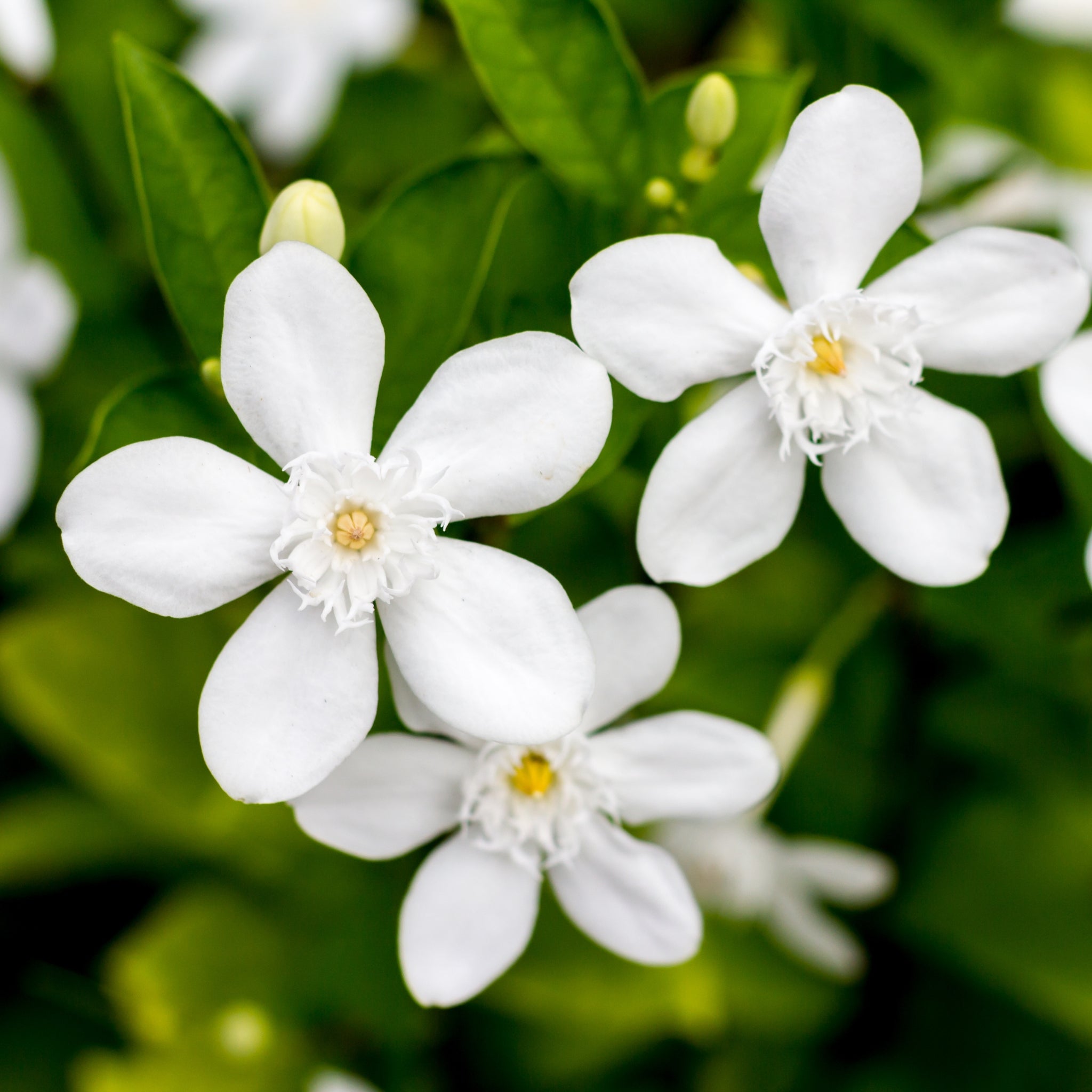 Premium Midnight Jasmine Fragrance Oil for Aromatherapy, Candles & Diffusers - 100% Pure Essential Oil for Relaxation & Stress Relief