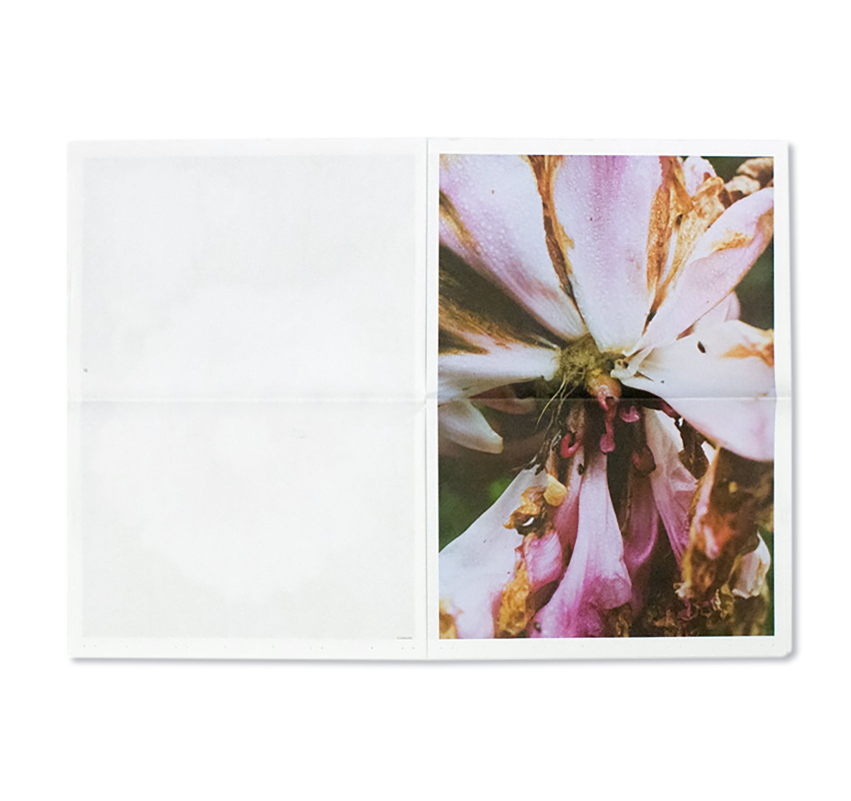 FLOWERS by Lina Scheynius - Premium Floral Photography Art Book for Home Decor & Gift Giving | Perfect for Living Room, Bedroom & Office Decoration