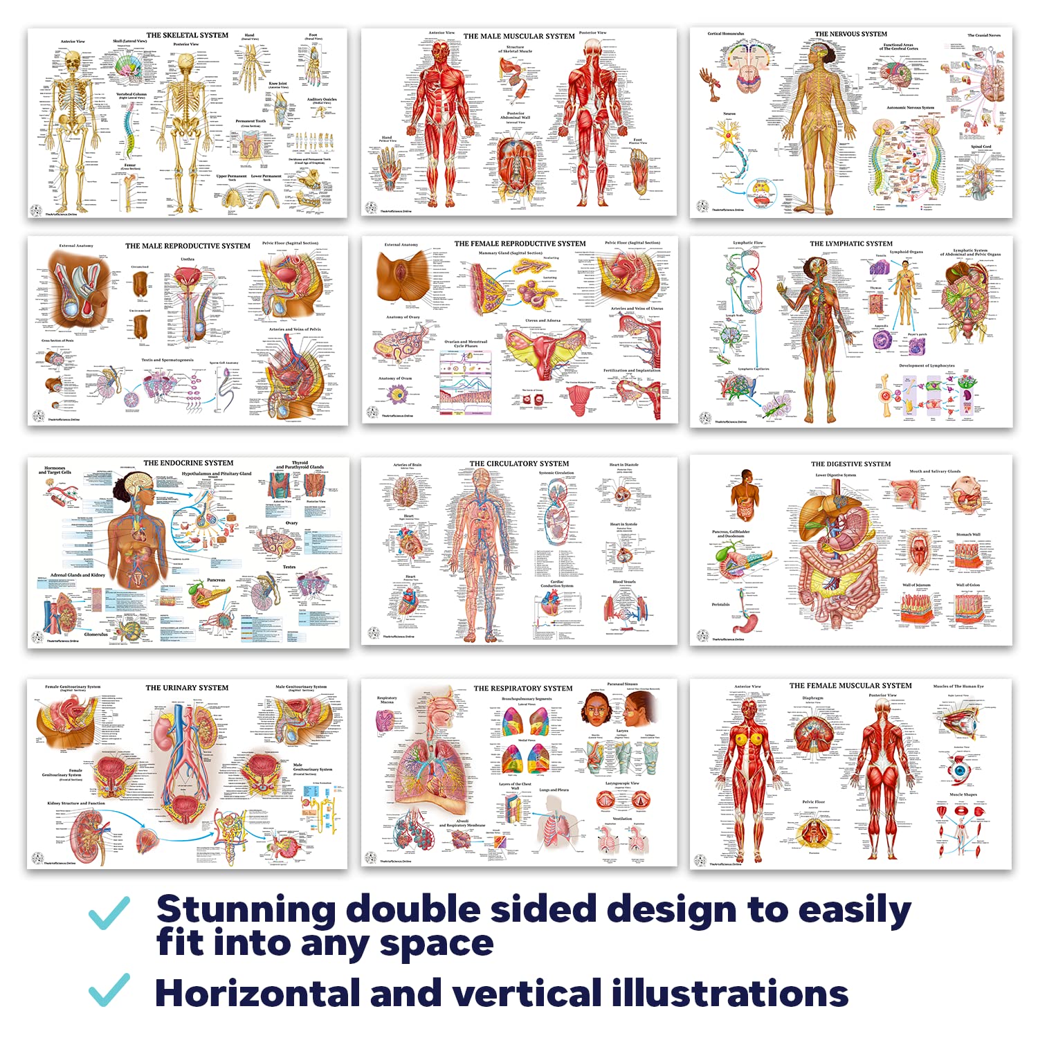 12 Pack Human Anatomy Posters - Medical Educational Charts for Circulatory, Skeletal, Muscular, Lymphatic, Nervous, Digestive, Endocrine & Respiratory Systems - Laminated 18x30 Inch Science Biology Health Posters for Classroom, Doctor Office & Home Study