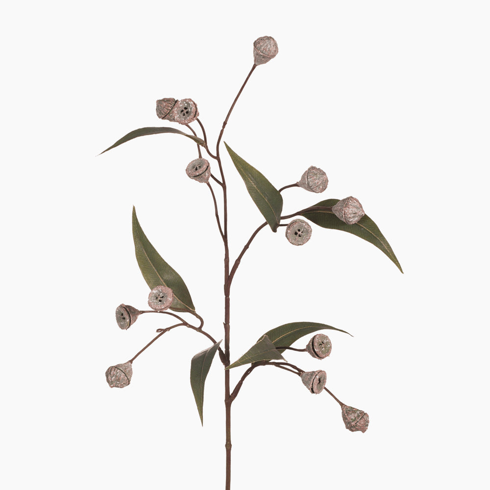 Eucalyptus Pods - Natural Aromatherapy & Home Decor for Relaxation & Stress Relief - Perfect for Diffusers, Bath, and DIY Crafts