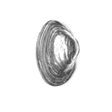 Antique Silver Clam Shell Cabinet Knob - 1 Piece - Vintage Style Drawer Pull for Kitchen, Bathroom & Furniture Hardware