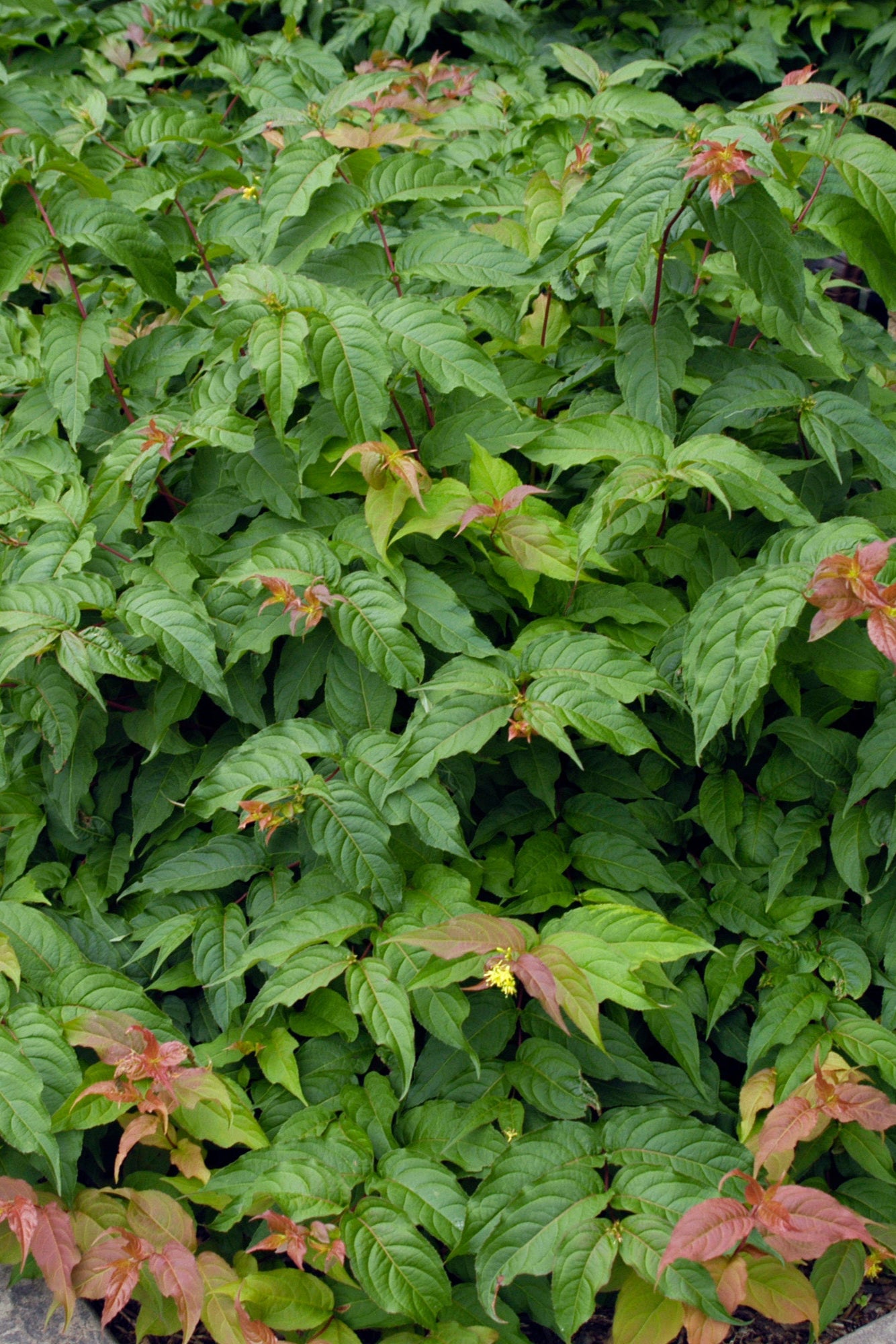 Diervilla Lonicera Bush #5 - Hardy Native Shrub for Landscaping & Erosion Control | Perfect for Gardens, Borders & Wildlife Habitats