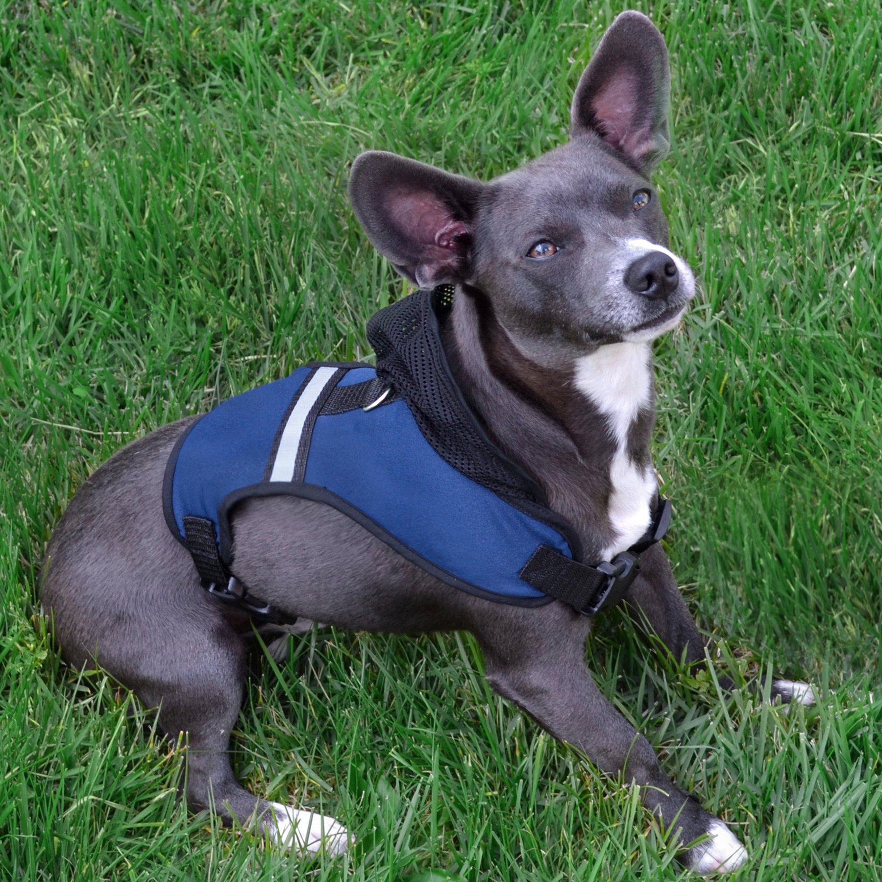 Arizona Cardinals Pet Harness for Small Dogs - Adjustable & Breathable NFL Dog Vest for Game Day, Training, and Outdoor Adventures