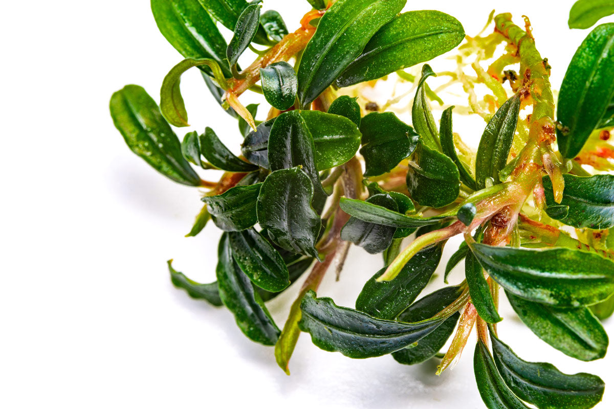 Bucephalandra Boyan Mini Narrow - Rare Aquatic Plant for Aquascaping & Fish Tanks - Perfect for Nano Tanks, Aquariums, and Aquatic Gardens