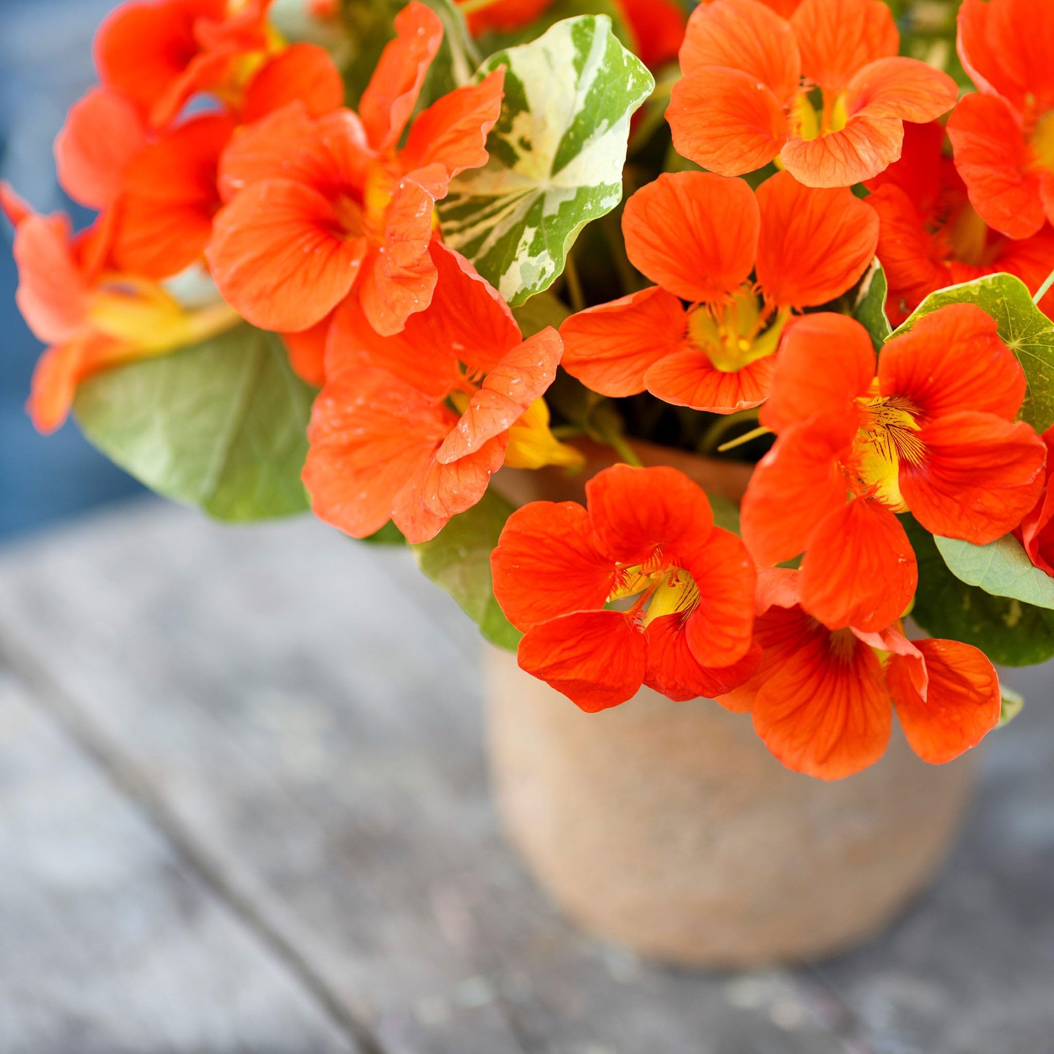 Eden Brothers Alaska Scarlet Nasturtium Seeds - Non-GMO Flower Seeds for Planting, Low-Maintenance, Fast-Growing, Spring Planting | Perfect for Garden Beds, Containers, and Edible Landscaping in Zones 1-10