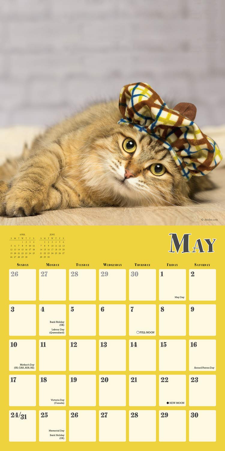 2020 Cats in Hats Wall Calendar - Perfect for Pet Lovers & Home Decor