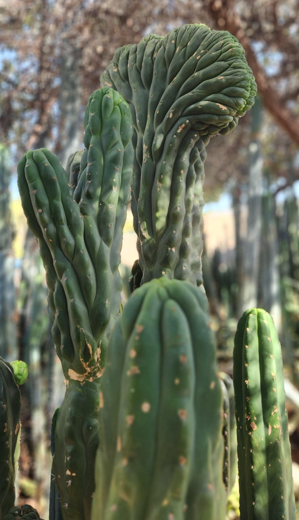 TPM Cactus Cuttings | Trichocereus Pachanoi Monstrose | Live Succulent Plants for Home & Garden Decor